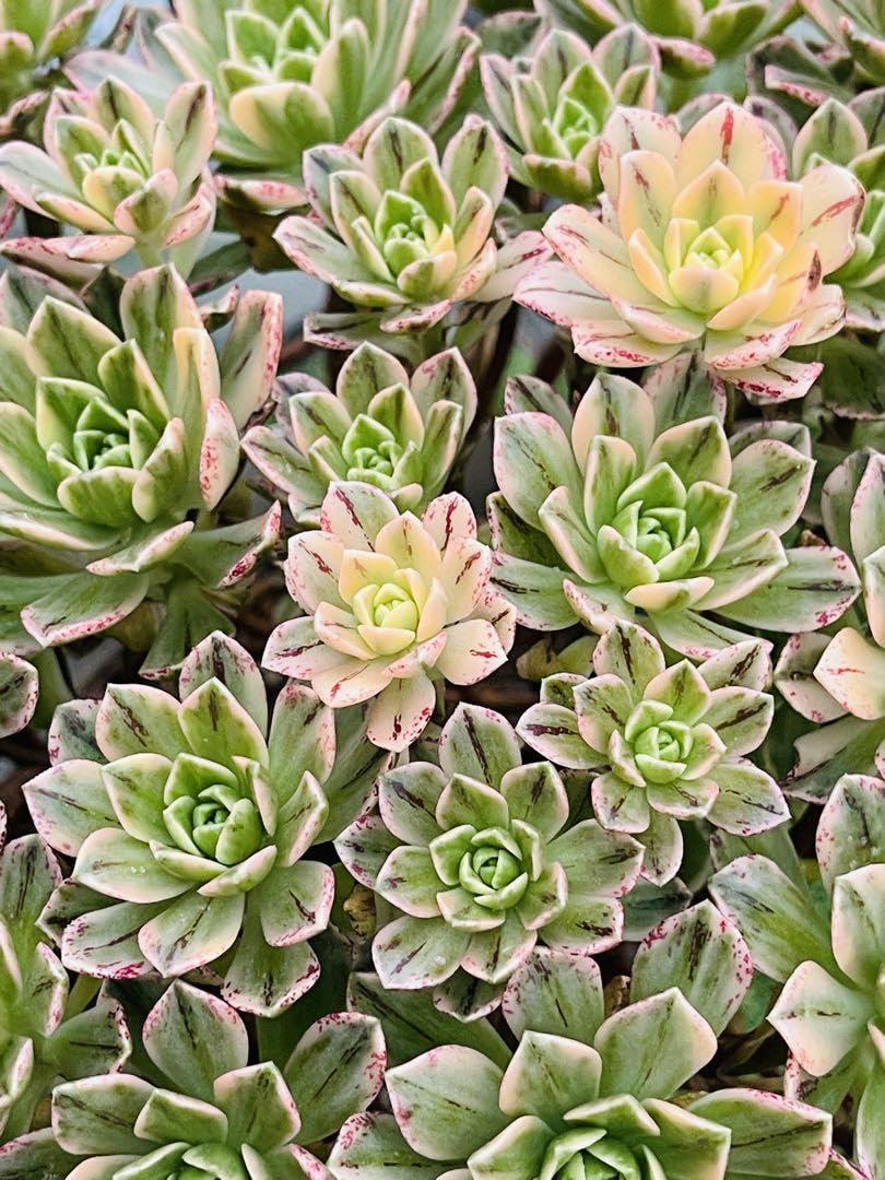 多肉植物 アエオニウム 群生セット Amazon｜多肉植物 30cm以上スイートティーアエオニウム群生株5鉢